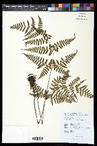 Dryopteris sparsa image