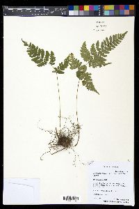 Dryopteris sparsa image