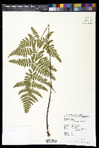 Dryopteris sparsa image