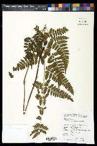 Dryopteris sparsa image