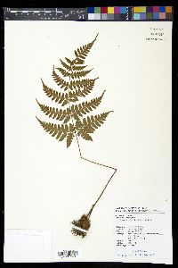 Dryopteris sparsa image