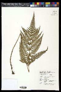 Dryopteris sacrosancta image