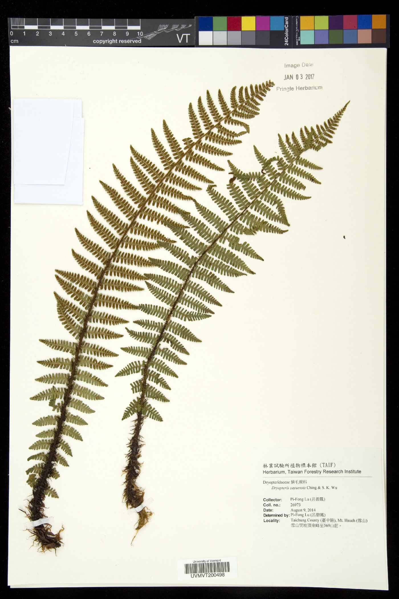 Dryopteris zayuensis image