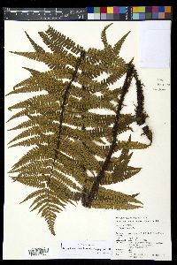 Dryopteris wallichiana image