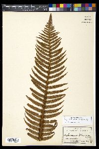 Dryopteris wallichiana image