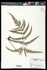 Dryopteris varia image