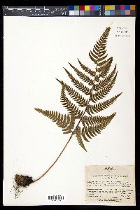 Dryopteris varia image