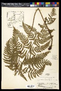 Dryopteris varia image