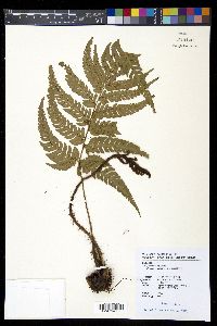 Dryopteris varia image