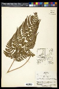 Dryopteris varia image