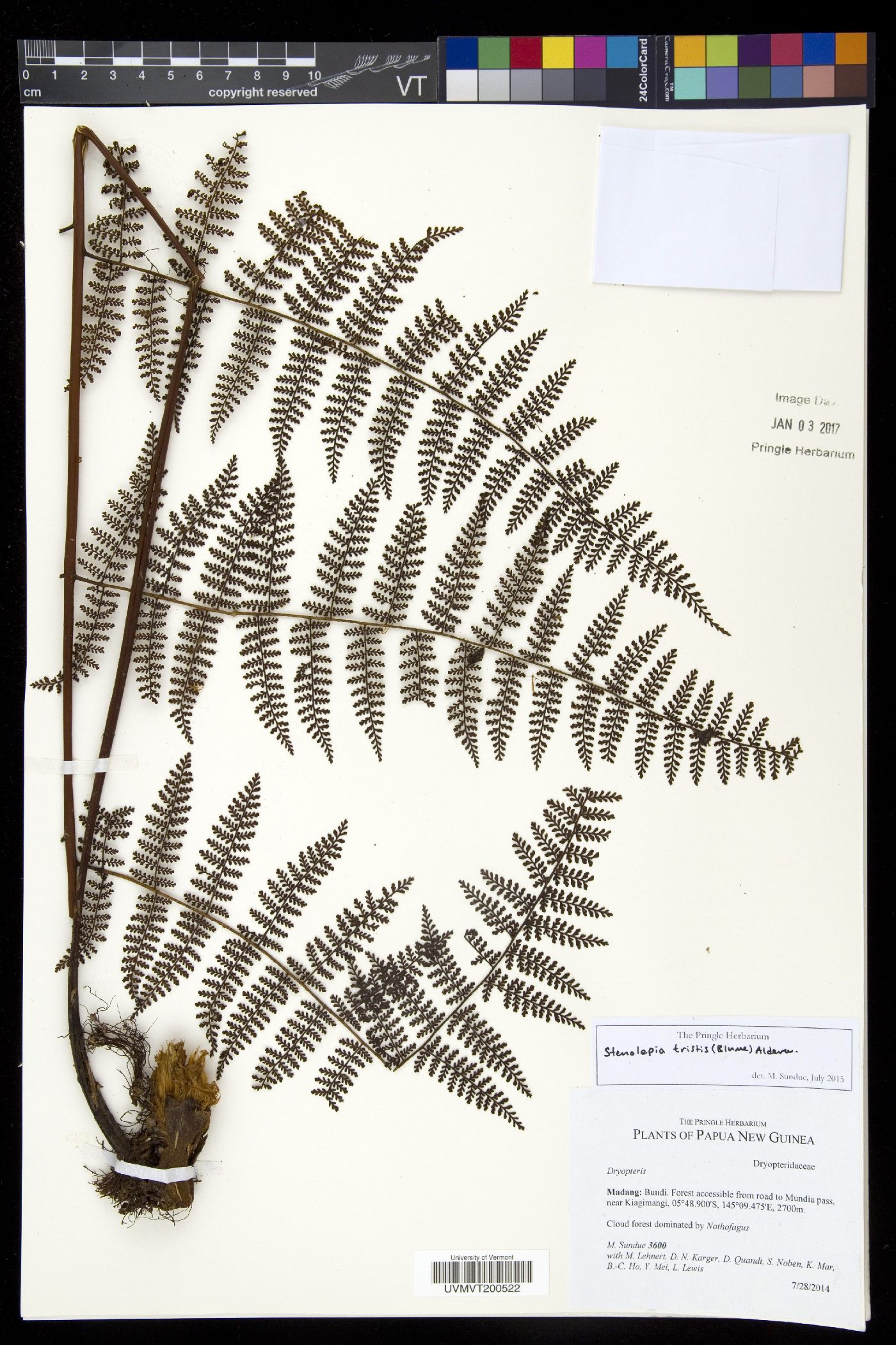 Dryopteris alpina image