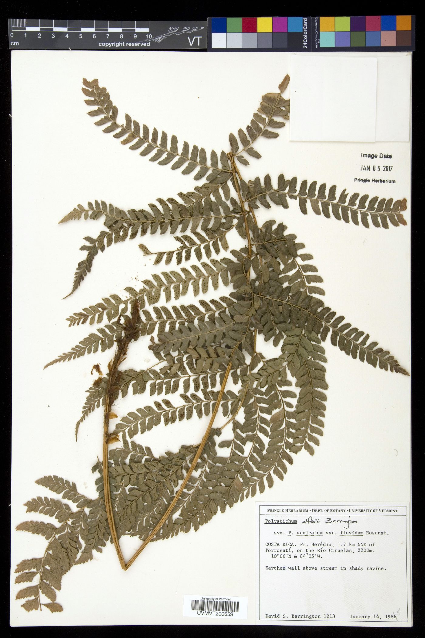 Polystichum alfaroi image