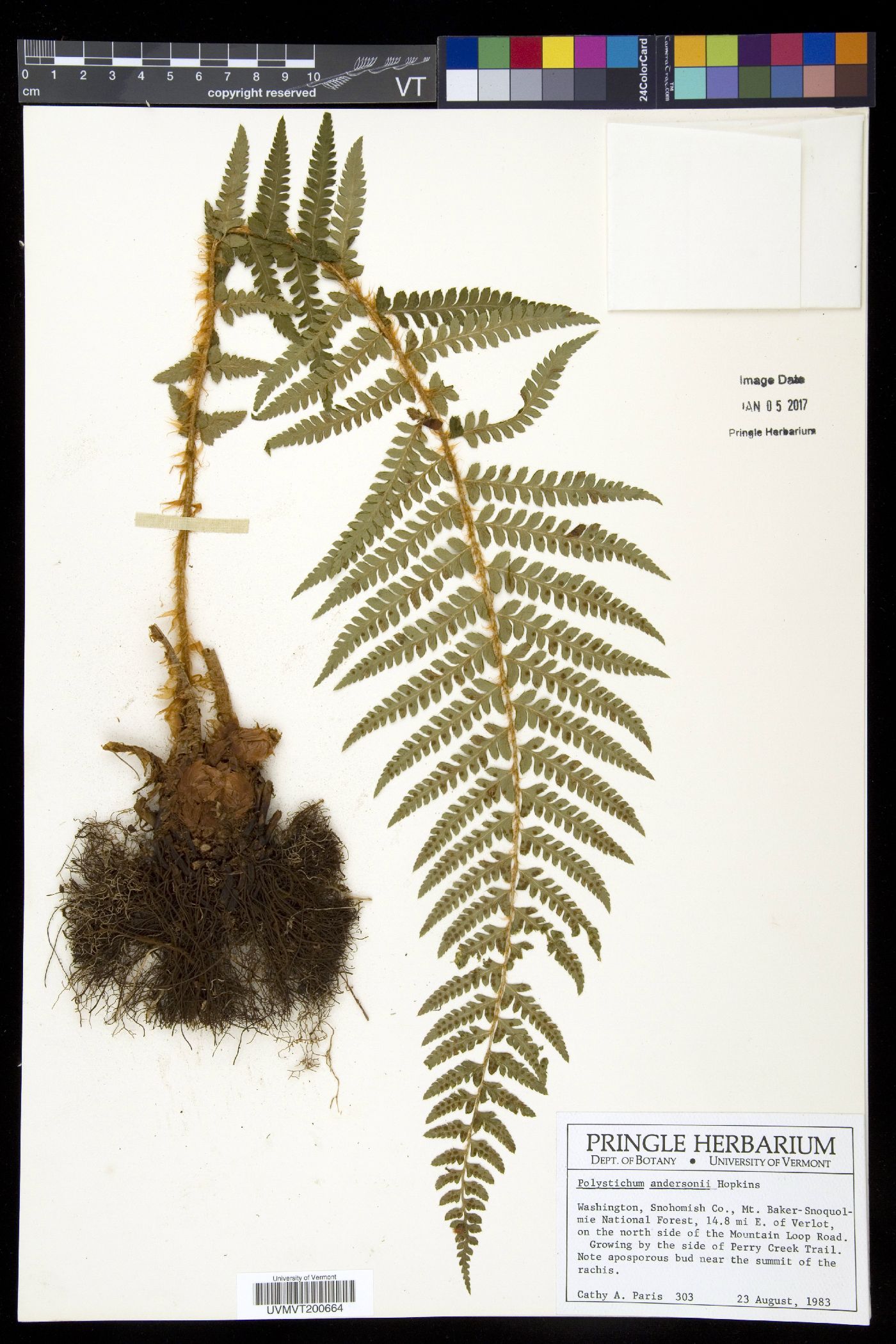 Polystichum andersonii image