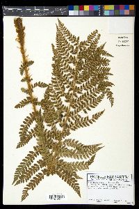 Polystichum braunii image