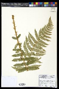 Polystichum braunii image