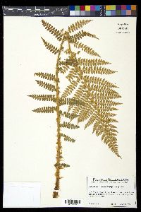 Polystichum braunii image