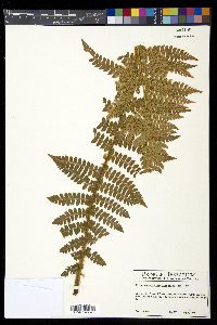 Polystichum braunii image