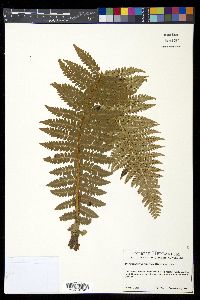 Polystichum braunii image