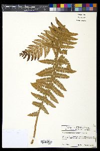 Polystichum braunii image