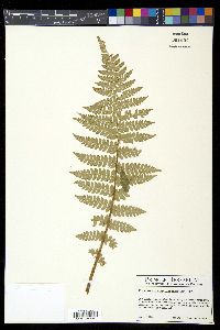 Polystichum braunii image