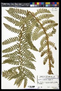 Polystichum braunii image