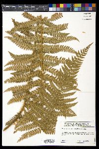 Polystichum braunii image