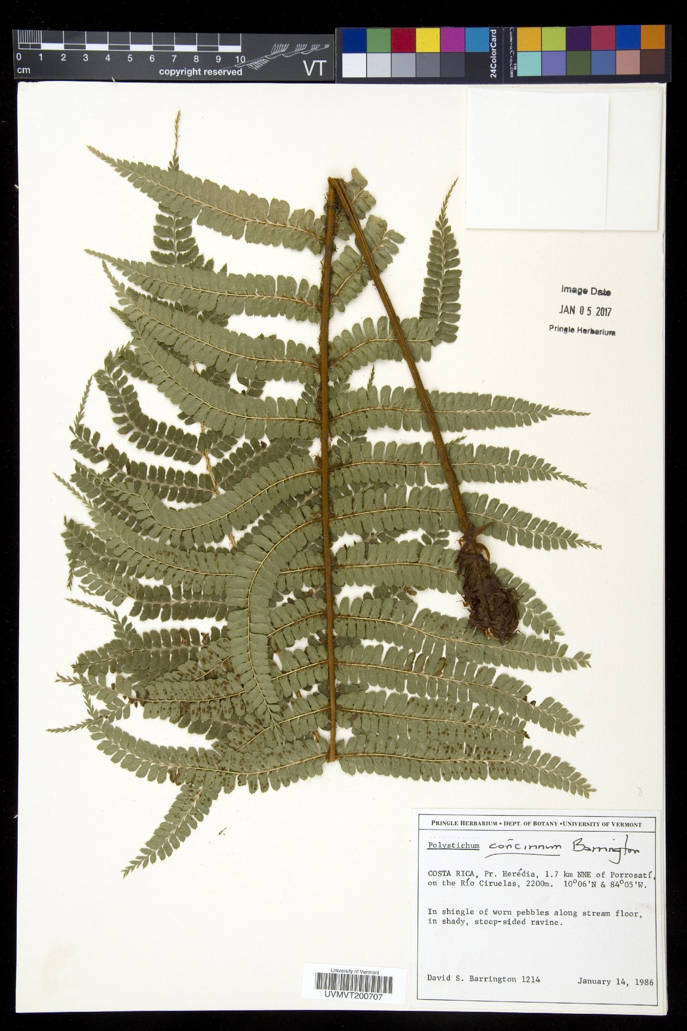 Polystichum concinnum image