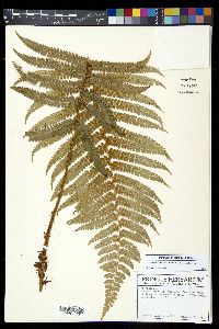 Polystichum concinnum image