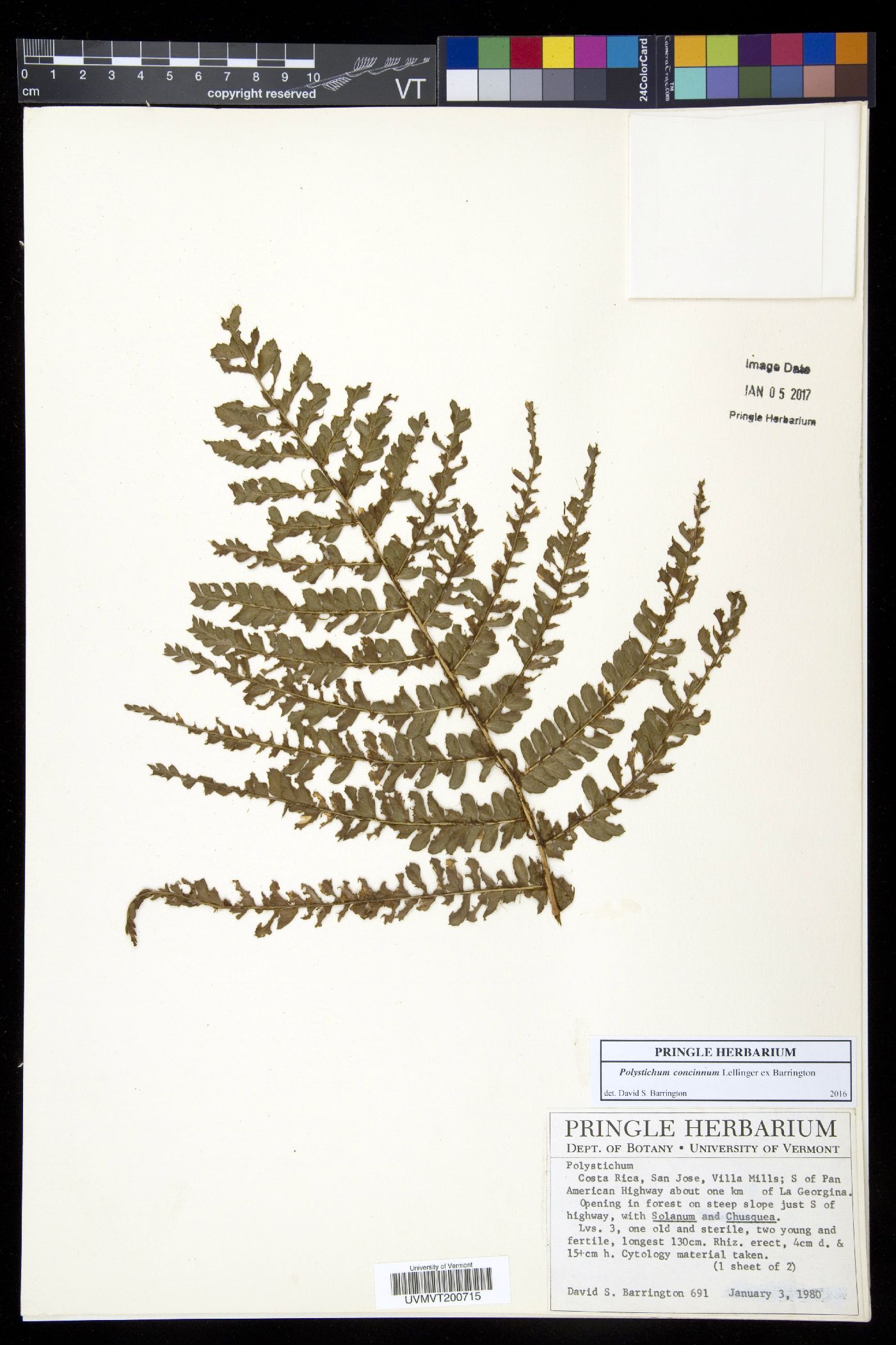 Polystichum concinnum image