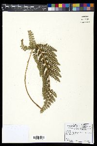 Polystichum talamancanum image