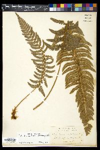 Polystichum californicum image