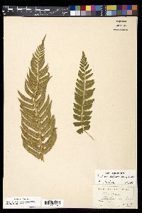 Polystichum californicum image