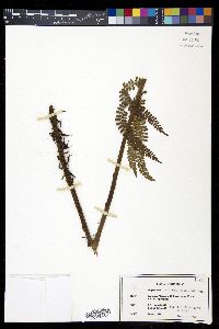 Polystichum hartwegii image