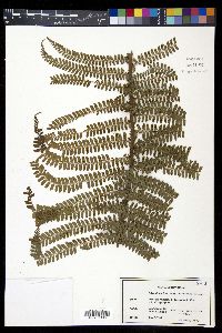 Polystichum hartwegii image