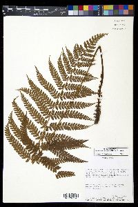 Polystichum hartwegii image