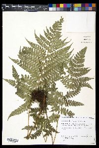 Polystichum hartwegii image