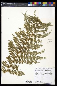 Polystichum hartwegii image