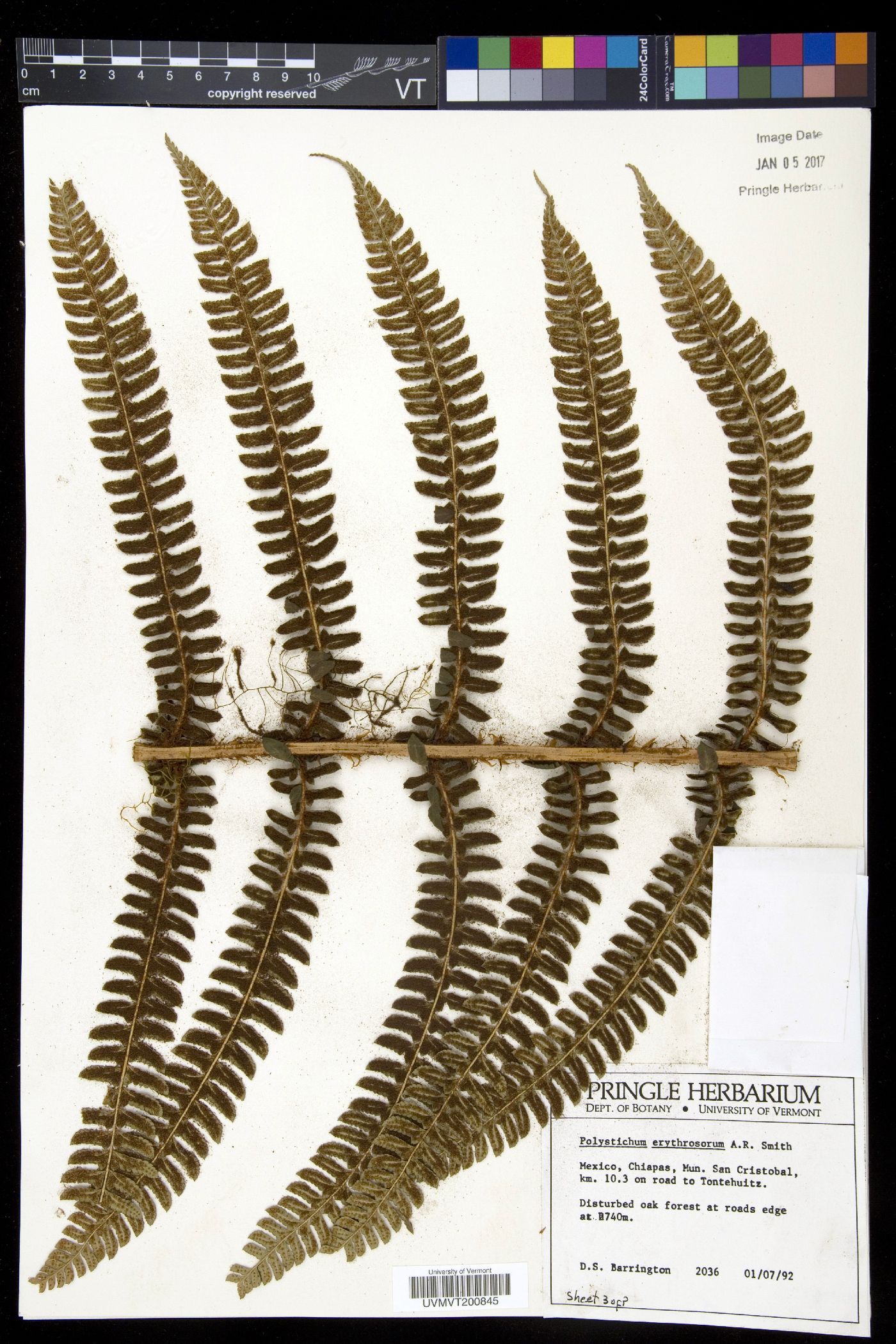 Polystichum erythrosorum image