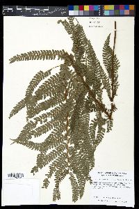 Polystichum hartwegii image