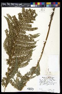 Polystichum hartwegii image