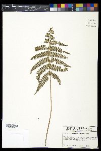 Polystichum lilianae image