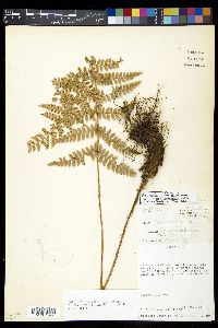 Polystichum lilianae image