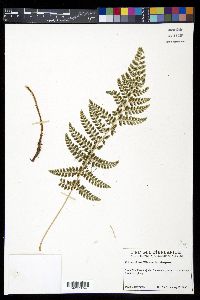 Polystichum lilianae image