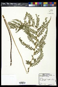 Polystichum lilianae image