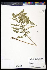 Polystichum lilianae image