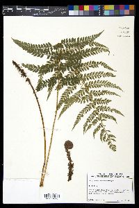 Polystichum lilianae image