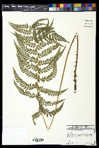 Polystichum lilianae image