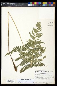 Polystichum lilianae image