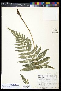 Polystichum lilianae image