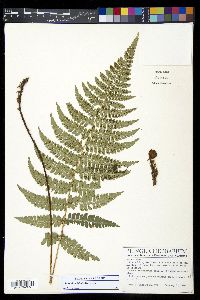 Polystichum lilianae image